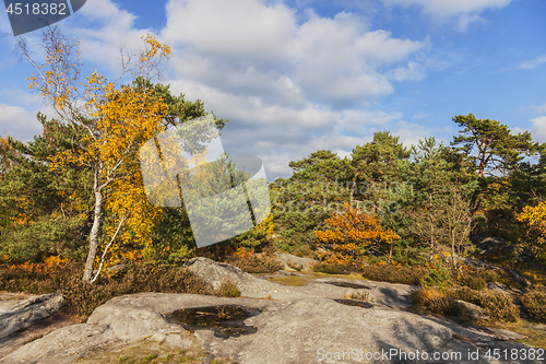 Image of Forest of Fontainebleau