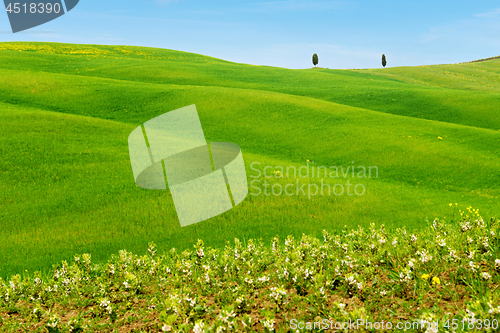 Image of Beautiful spring minimalistic landscape with green hills in Tuscany