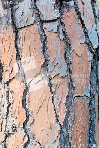 Image of Pine trunks texture