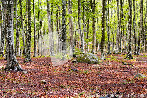 Image of Woods in Amiata Mountain in spring season, Tuscany