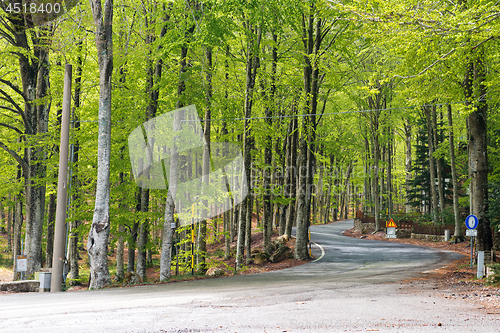 Image of Woods in Amiata Mountain in spring season, Tuscany