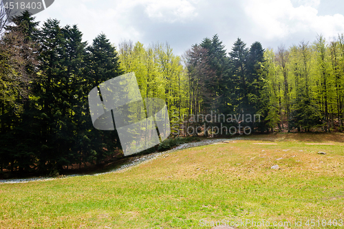 Image of Trees in Amiata Mountain in spring season, Tuscany