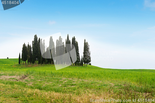 Image of Beautiful spring minimalistic landscape with Italian Cypress in Tuscany