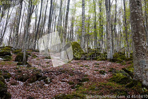 Image of Woods in Amiata Mountain in spring season, Tuscany