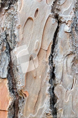 Image of Pine trunks texture