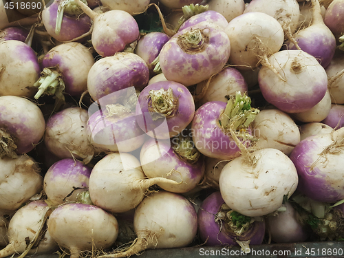 Image of Harvest of turnips