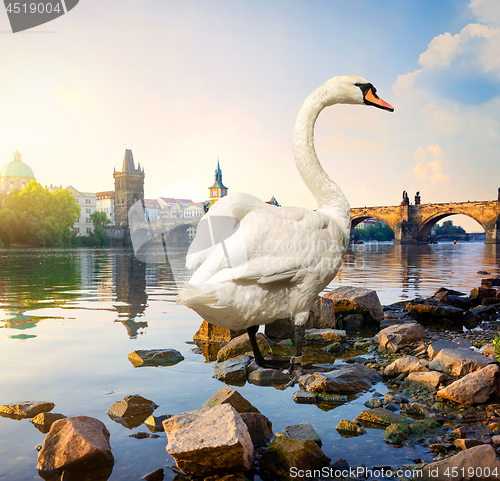 Image of Swan on river Vltava