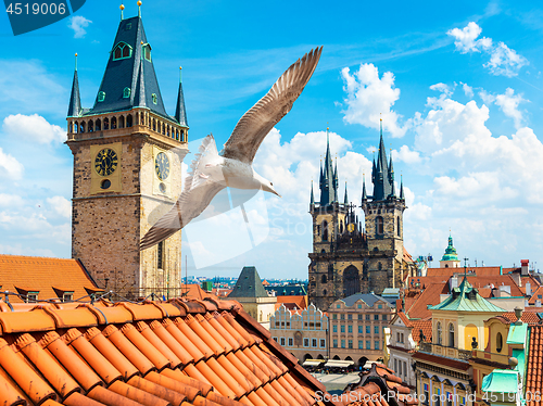 Image of Gulls over Prague