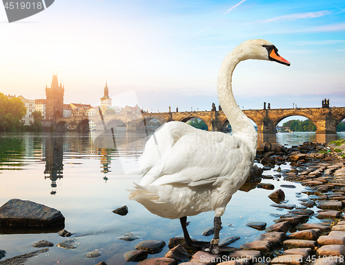 Image of White swan in Prague