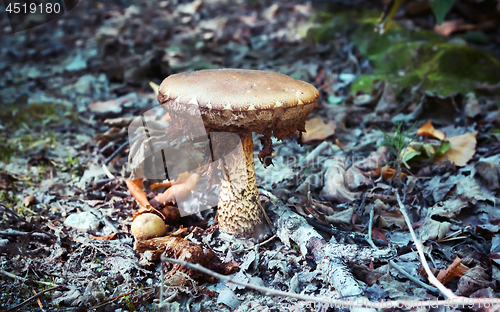 Image of Old Brown Mushroom Close-up Grows In The Forest 