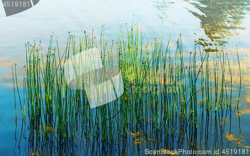 Image of Reflection Of Aquatic Plants And Sunlight In The Water Of The La