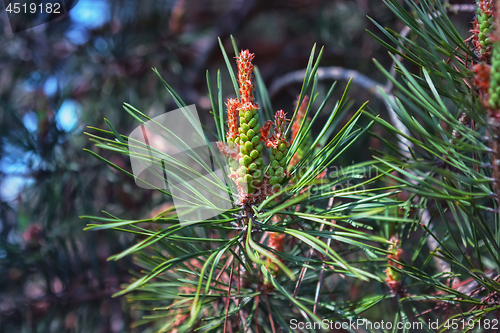 Image of Pine Male Cones Among Green Needles Close-up During Flowering At