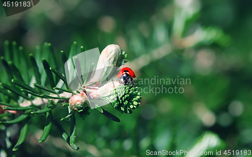 Image of Ladybug On The Branch Of The Korean Fir Close-up