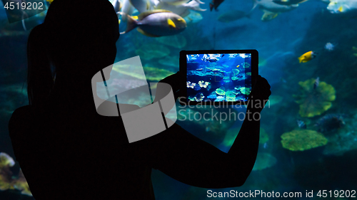 Image of Photographing  the underwater world