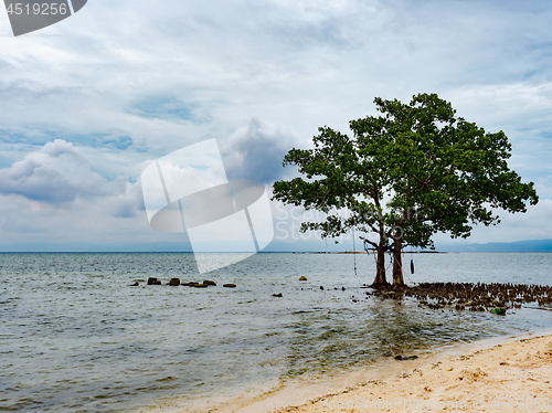 Image of Tree and clouds in the Philippines