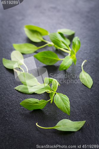 Image of Thai basil leaves