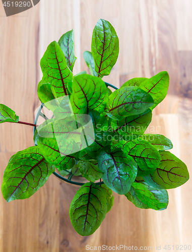 Image of Red sorrel for fresh salad