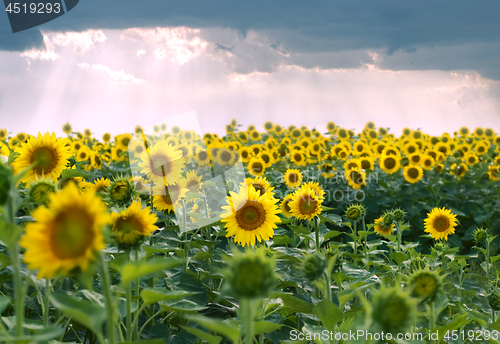 Image of field of sunflowers and stormy clouds