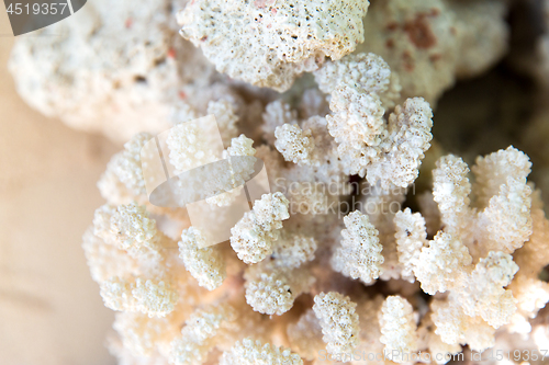 Image of close up of hard stony coral