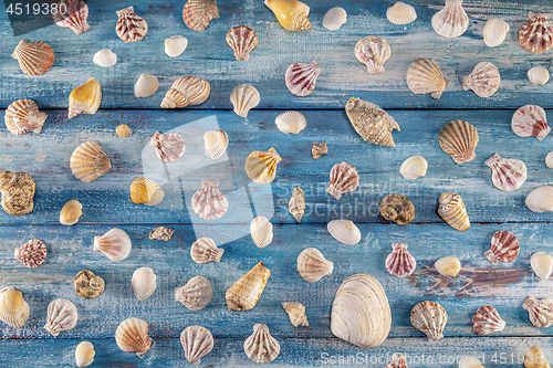 Image of Summer time concept with sea shells on a blue wooden background 