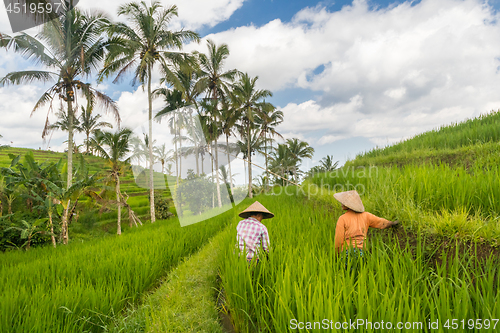 Image of Female farmers working in Jatiluwih rice terrace plantations on Bali, Indonesia, south east Asia.