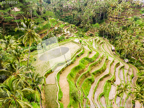 Image of Drone view of Tegalalang rice terrace in Bali, Indonesia, with palm trees and paths for touristr to walk around plantations