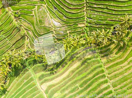 Image of Drone view of Jatiluwih rice terraces and plantation in Bali, Indonesia, with palm trees and paths.