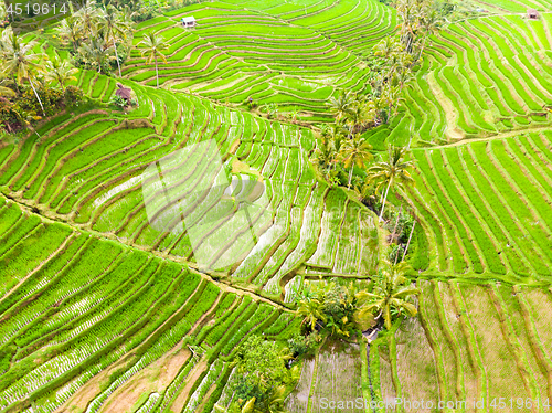 Image of Drone view of Jatiluwih rice terraces and plantation in Bali, Indonesia, with palm trees and paths.