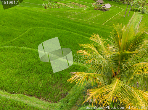 Image of Drone view of Jatiluwih rice terraces and plantation in Bali, Indonesia, with palm trees and paths.