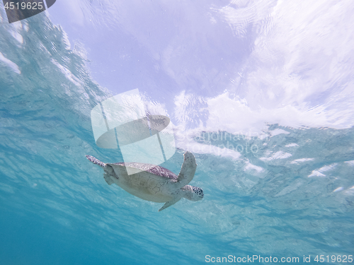 Image of Sea turtle swimming freely in the blue ocean.