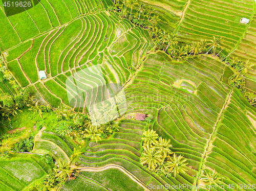 Image of Drone view of Jatiluwih rice terraces and plantation in Bali, Indonesia, with palm trees and paths.