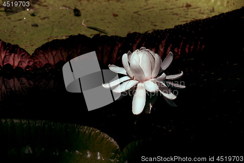 Image of A lily in a pond