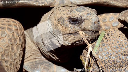 Image of Turtle