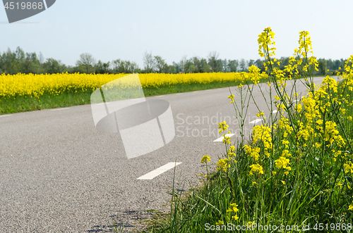 Image of Blossom rape seed plants and a rape seed field by a country road