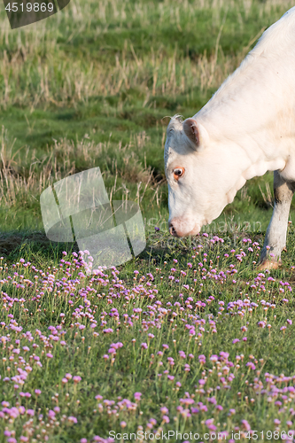Image of Grazing white cow among pink flowers