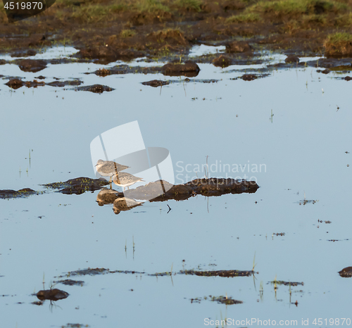 Image of Two wader birds resting in natural habitat in a wetland