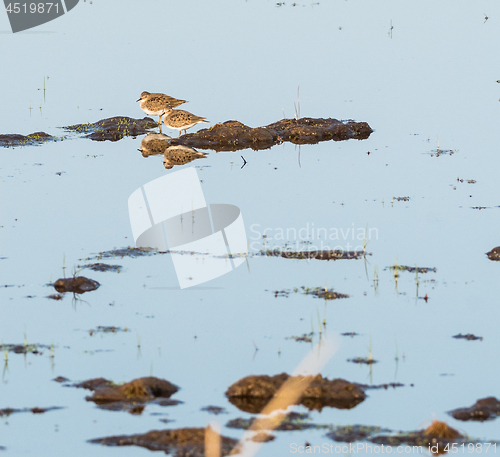 Image of Two wader birds in a wetland