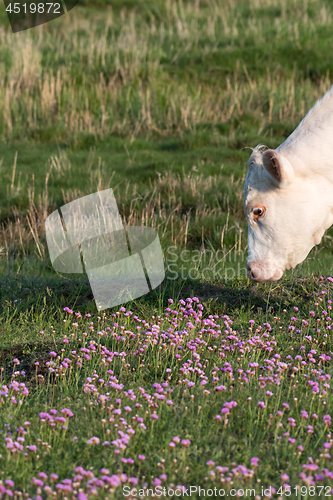 Image of Pink Thrift flowers and a grazing white cow