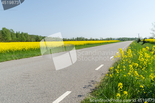 Image of Country road with blossom rape seed fields by road side