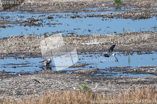 Image of Peregrine Falcon standing in a wetland and being attacked by a l