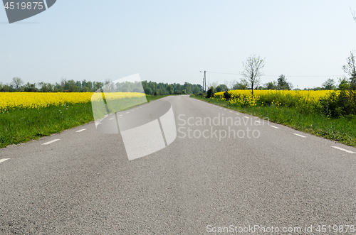 Image of Ground level view of an asphalt road with rapeseed fields by roa