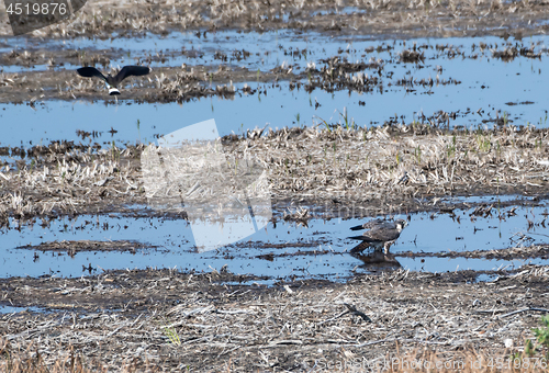 Image of Peregrine Falcon standing in a wetland and just been attacked by