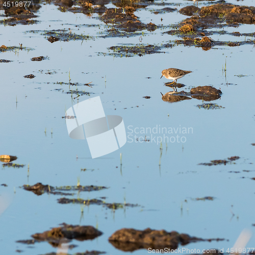 Image of Wader bird looking for feed in natural habitat in a wetland