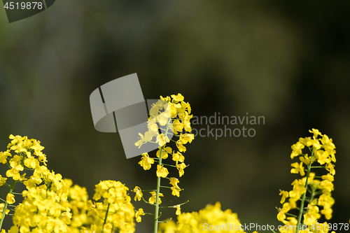 Image of Blossom rapeseed flower by a natural green and blurred backgroun