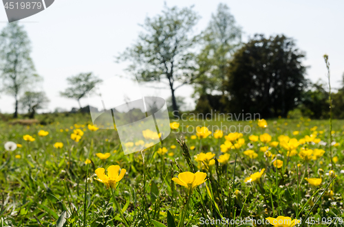Image of Blossom yellow Buttercups closeup in a green landscape