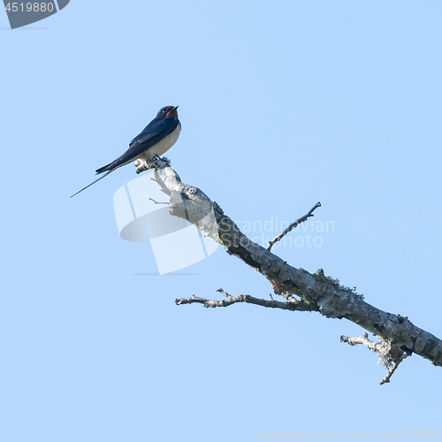 Image of Barn Swallow sitting on a branch by a blue sky