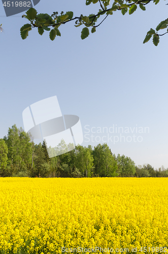 Image of Blossom rape seed field by a cloudless blue sky