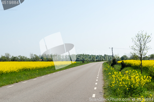 Image of Country road through blossom canola fields