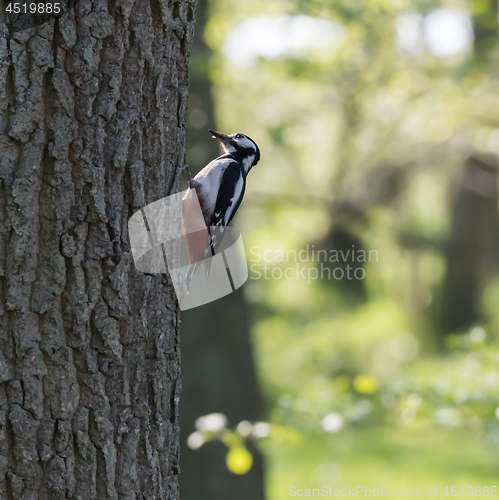 Image of Great Spotted Woodpecker in natural habitat