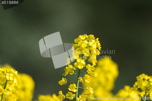 Image of Blossom canola flower by a green background